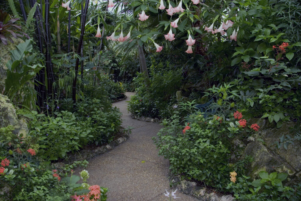 A winding path in a botanical garden. 