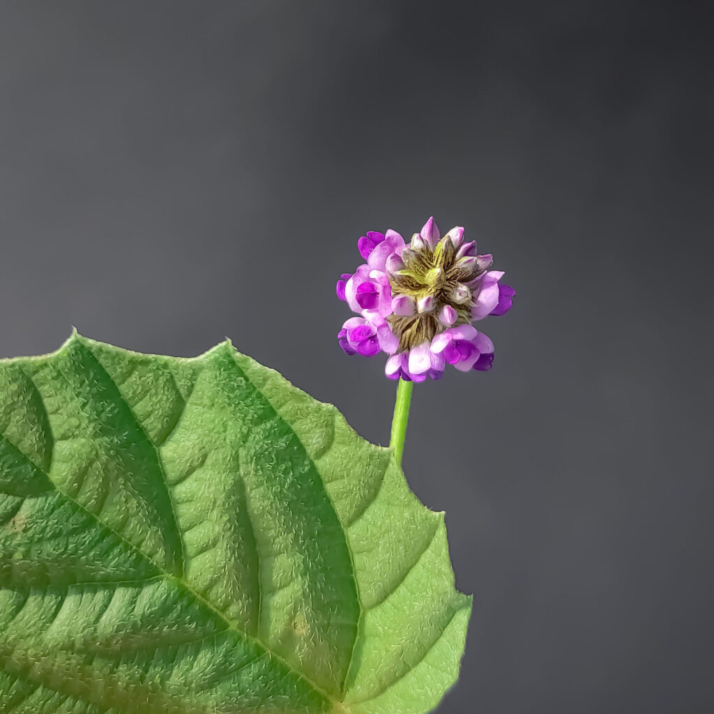Babchi Plant