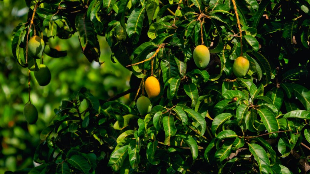 mango butter, body butter, shea butter vs mango butter, raw mango butter, raw shea butter
