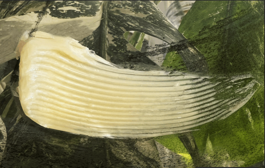 Texture swatch of raw shea butter for dry skin.