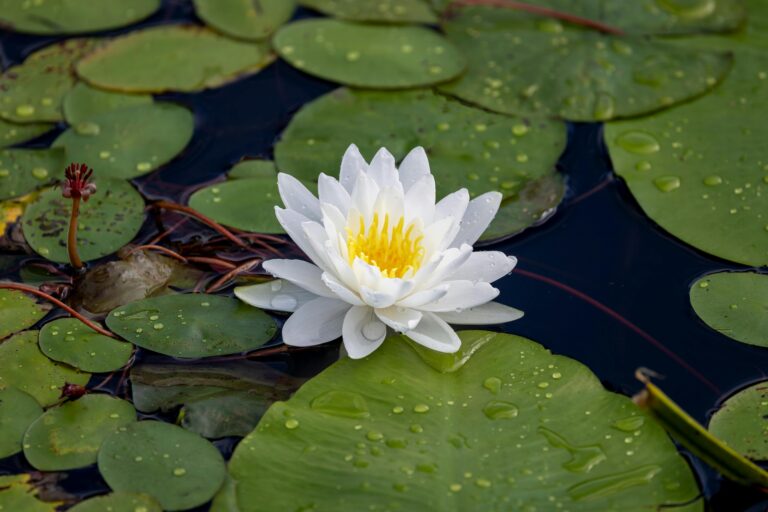 Water lily