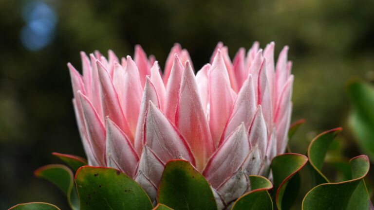 King Protea