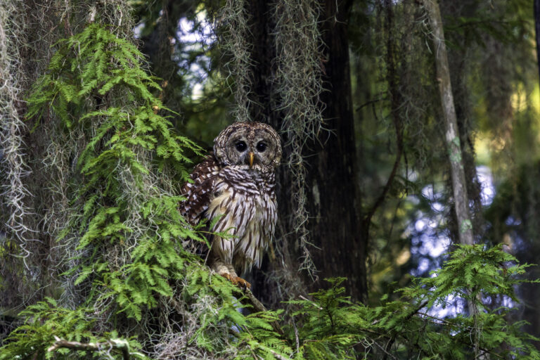 owl