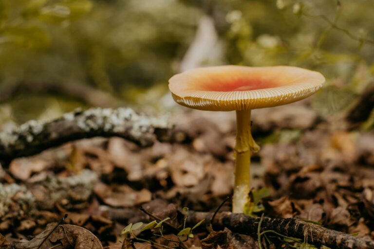 mushroom