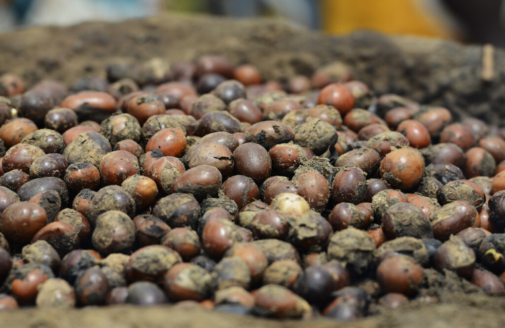 shea nuts, raw shea butter, body butter