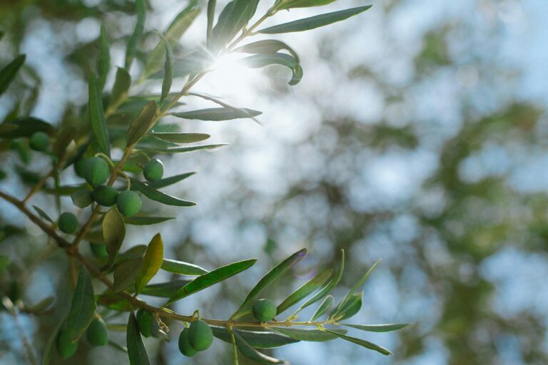 olive branch