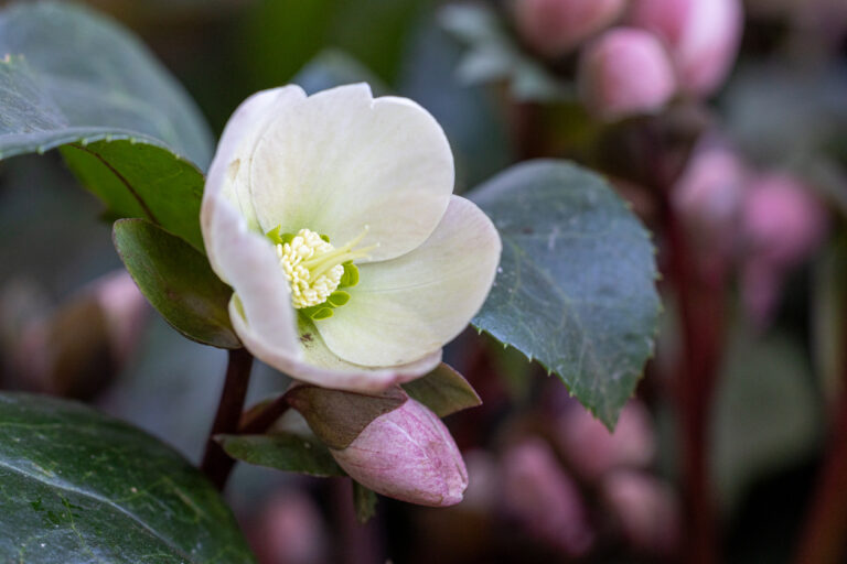Christmas Rose or hellabore used as the hero image for a journal entry reflection.