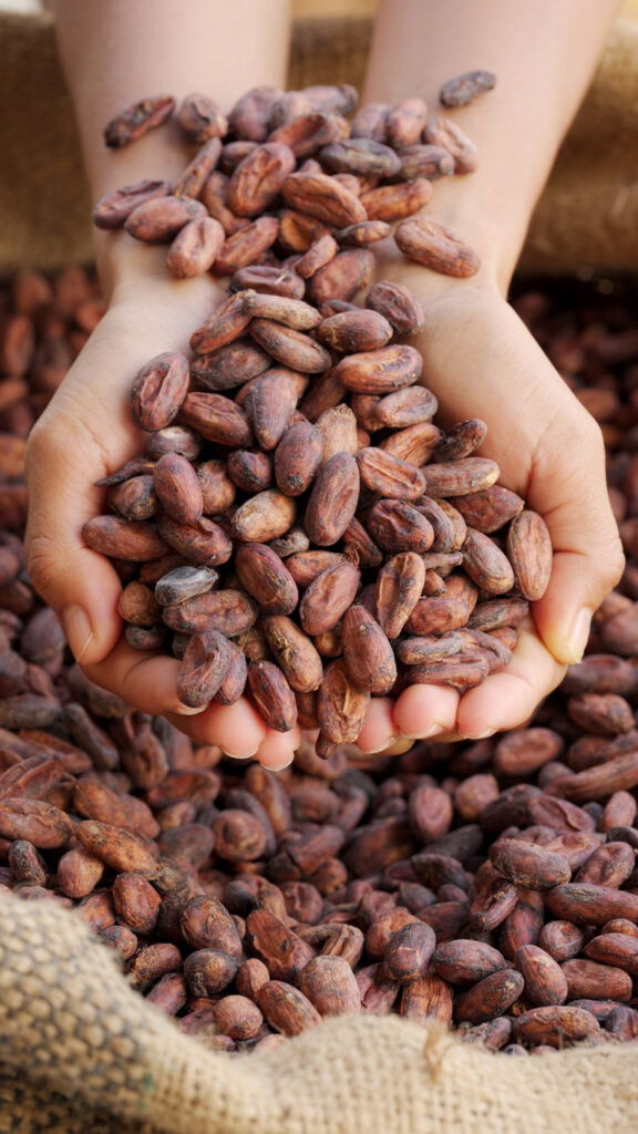 Cocoa butter beans..