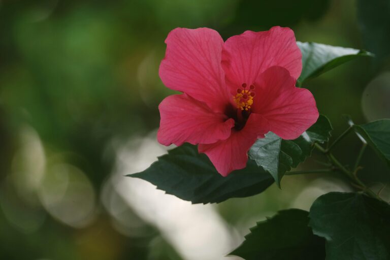 A pink hibiscus flower used as the hero image for a journal entry on existentialism.