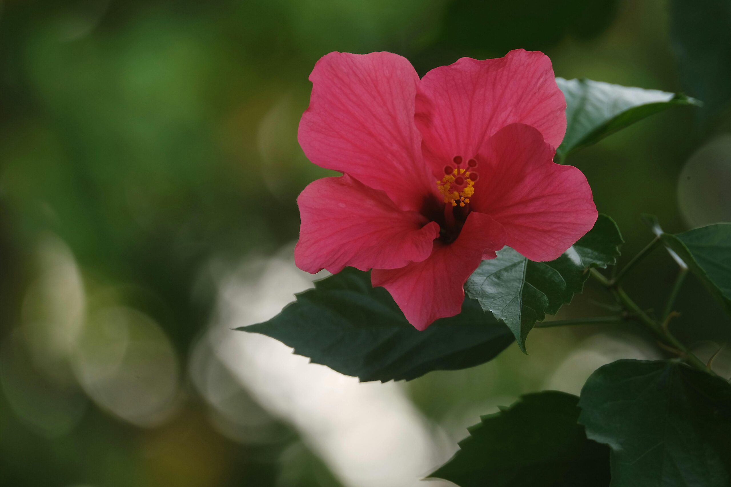 A pink hibiscus flower used as the hero image for a journal entry on existentialism.