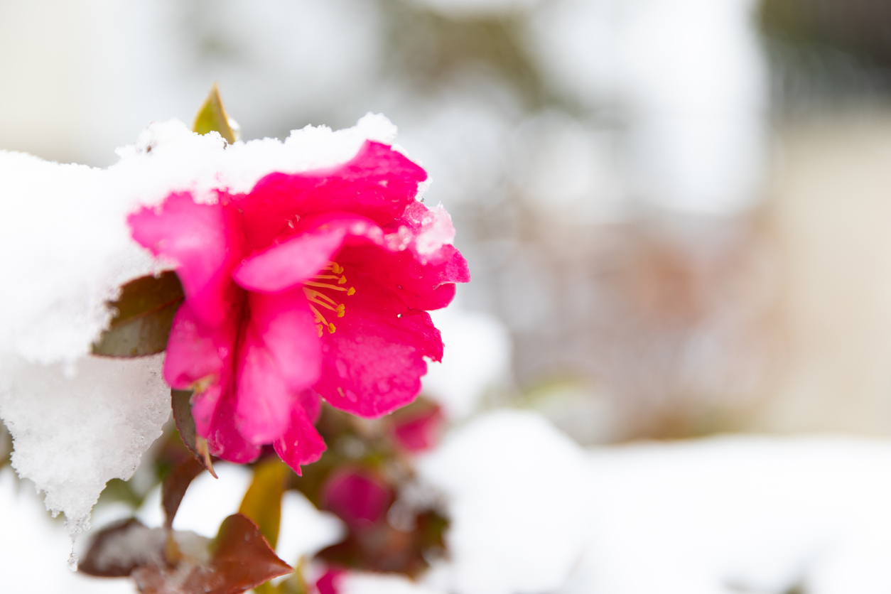 Camellia bloom covered with snow.