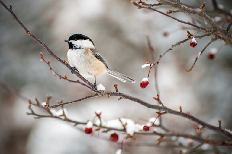 Chickadee bird on snowy winter branches, representing new year resolution.
