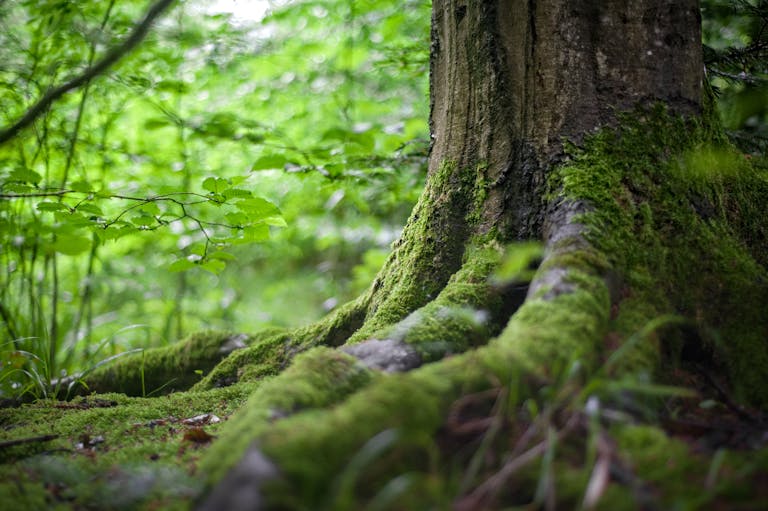 Close-up of a moss-covered tree trunk in a vibrant green forest, showcasing natural beauty.