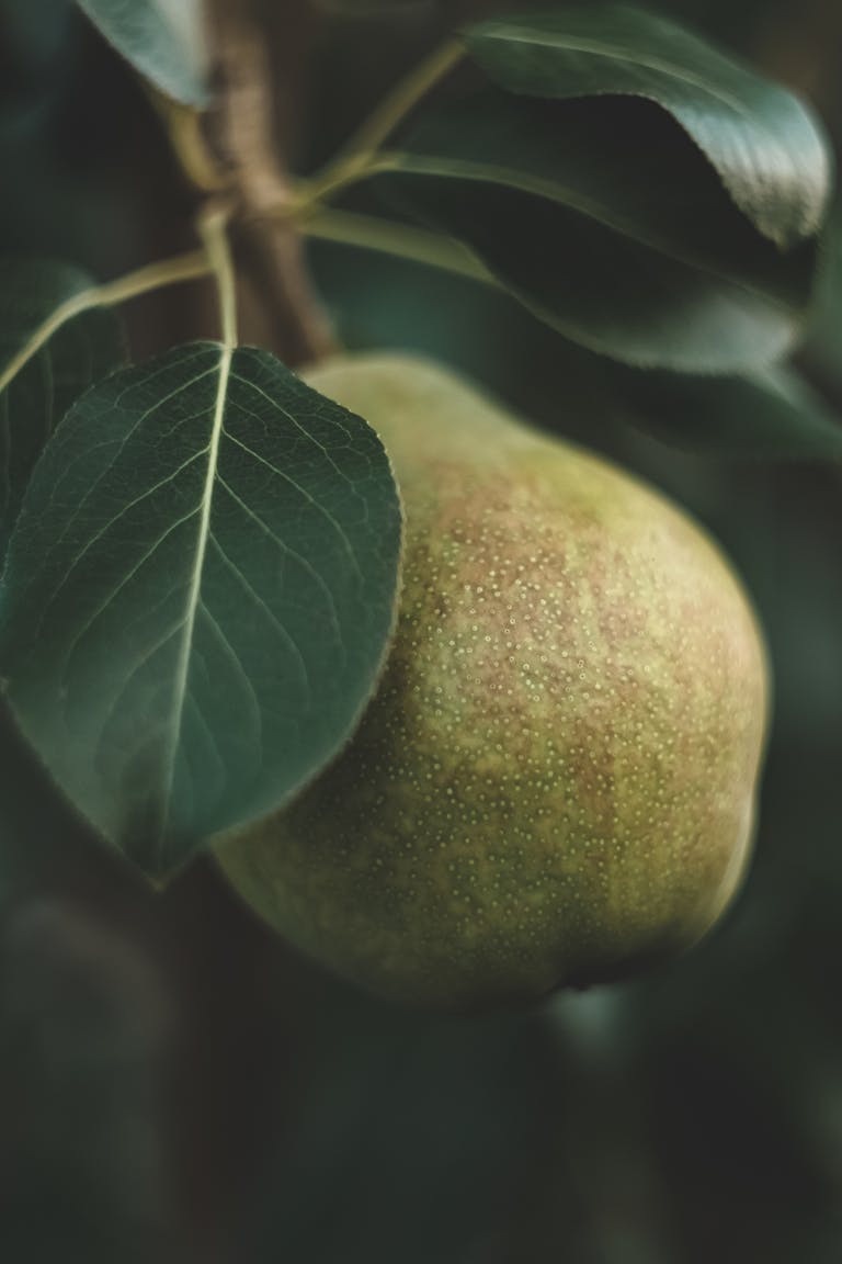 A detailed close-up of a ripe pear hanging from a branch with lush green leaves.