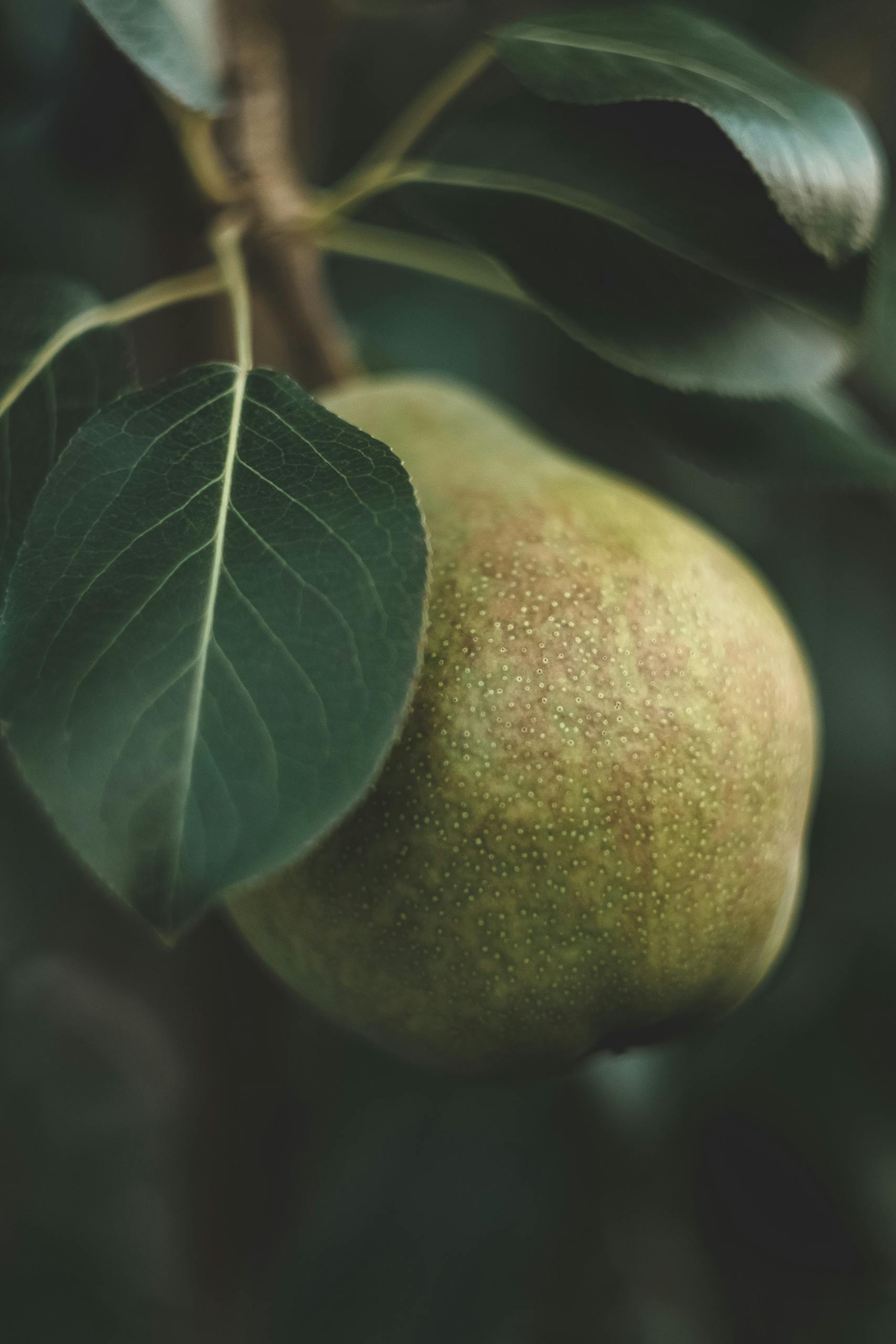 A detailed close-up of a ripe pear hanging from a branch with lush green leaves.