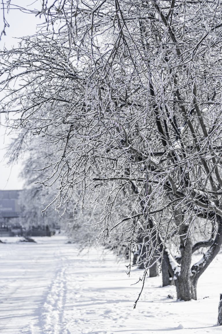 A serene winter scene featuring snow-covered trees and a frosty landscape under a clear sky.