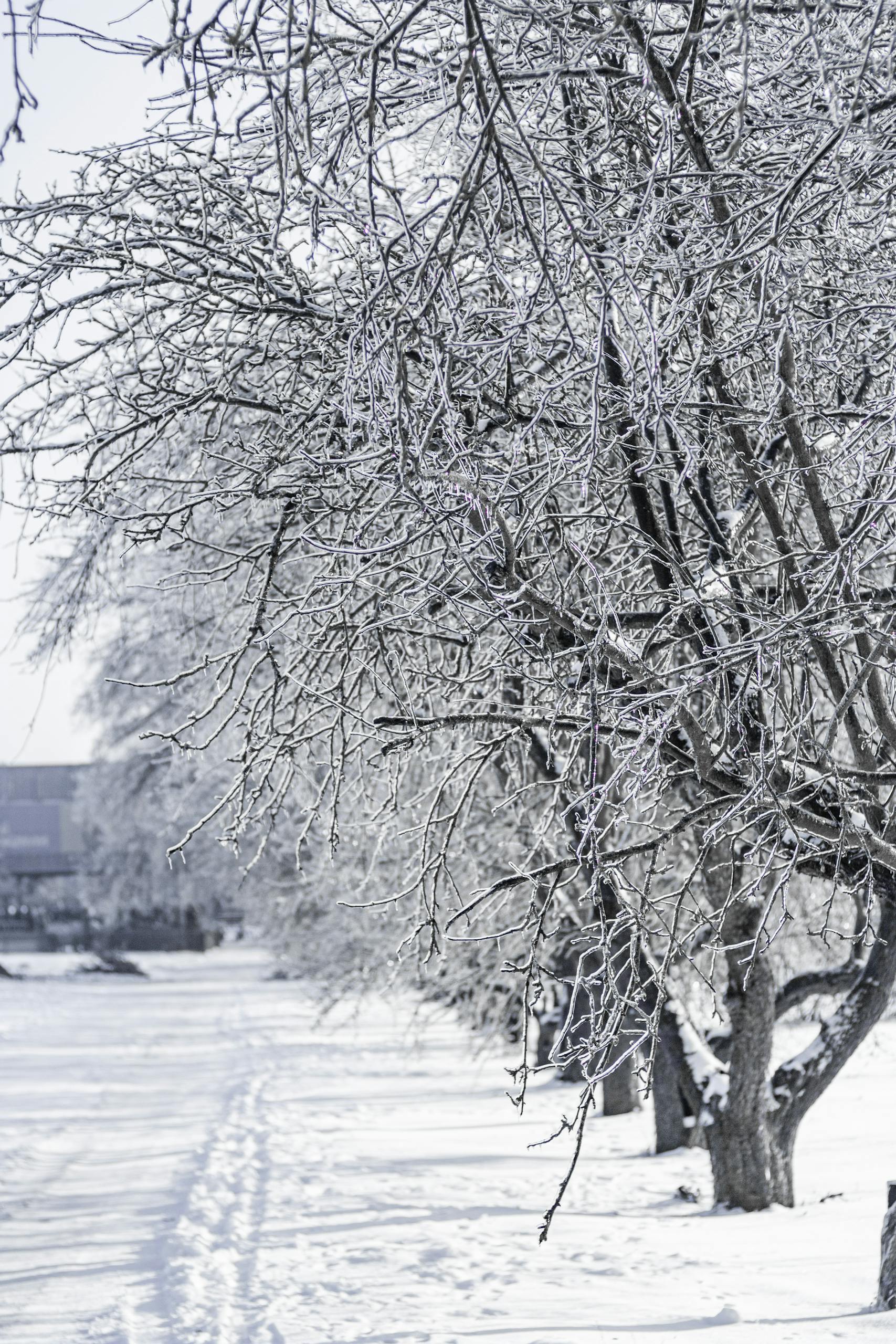 A serene winter scene featuring snow-covered trees and a frosty landscape under a clear sky.