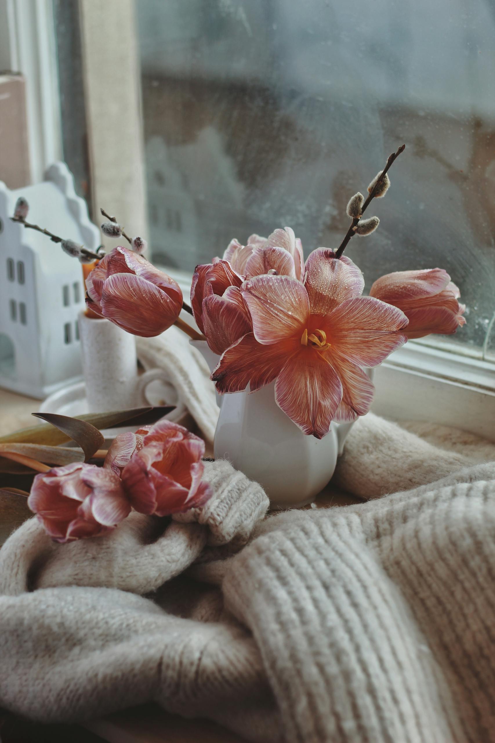 Charming winter scene with pink tulips and amaryllis in a white vase on a windowsill with a knitted sweater.