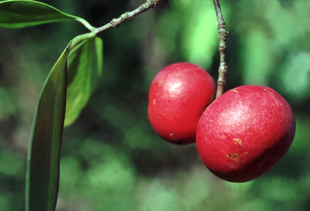 Garcinia indica fruit that produces kokum butter. 
