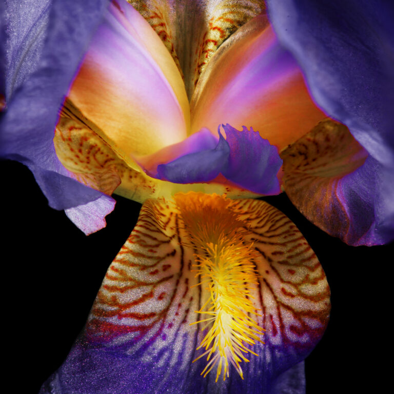 Close up of a blooming iris.