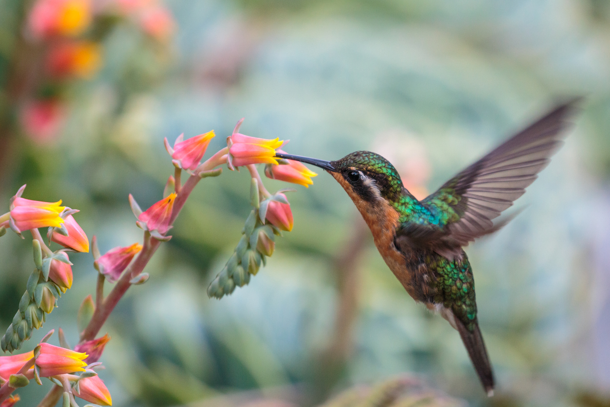 Hummingbird drinking nectar from flower. Image used for journal entry.