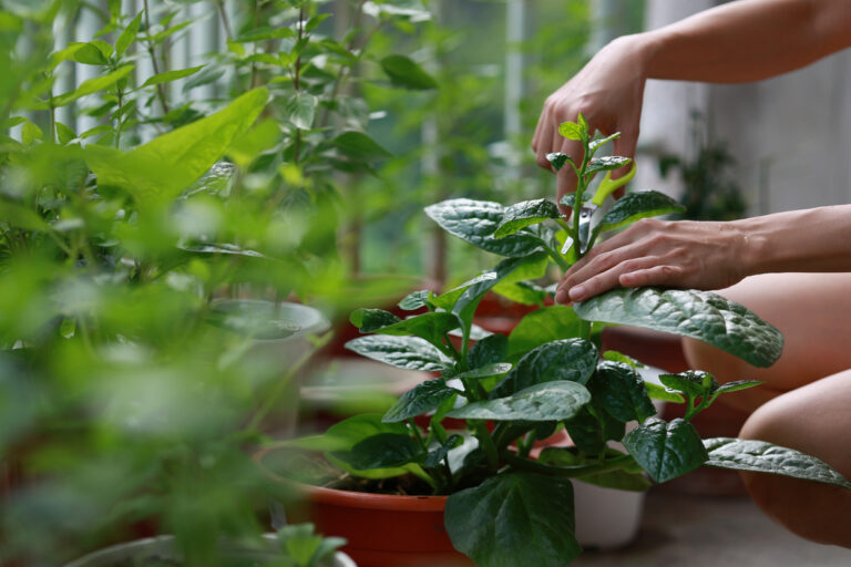 Woman propagating plants.