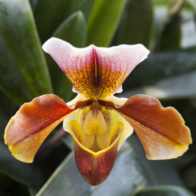 Lady slipper orchid.