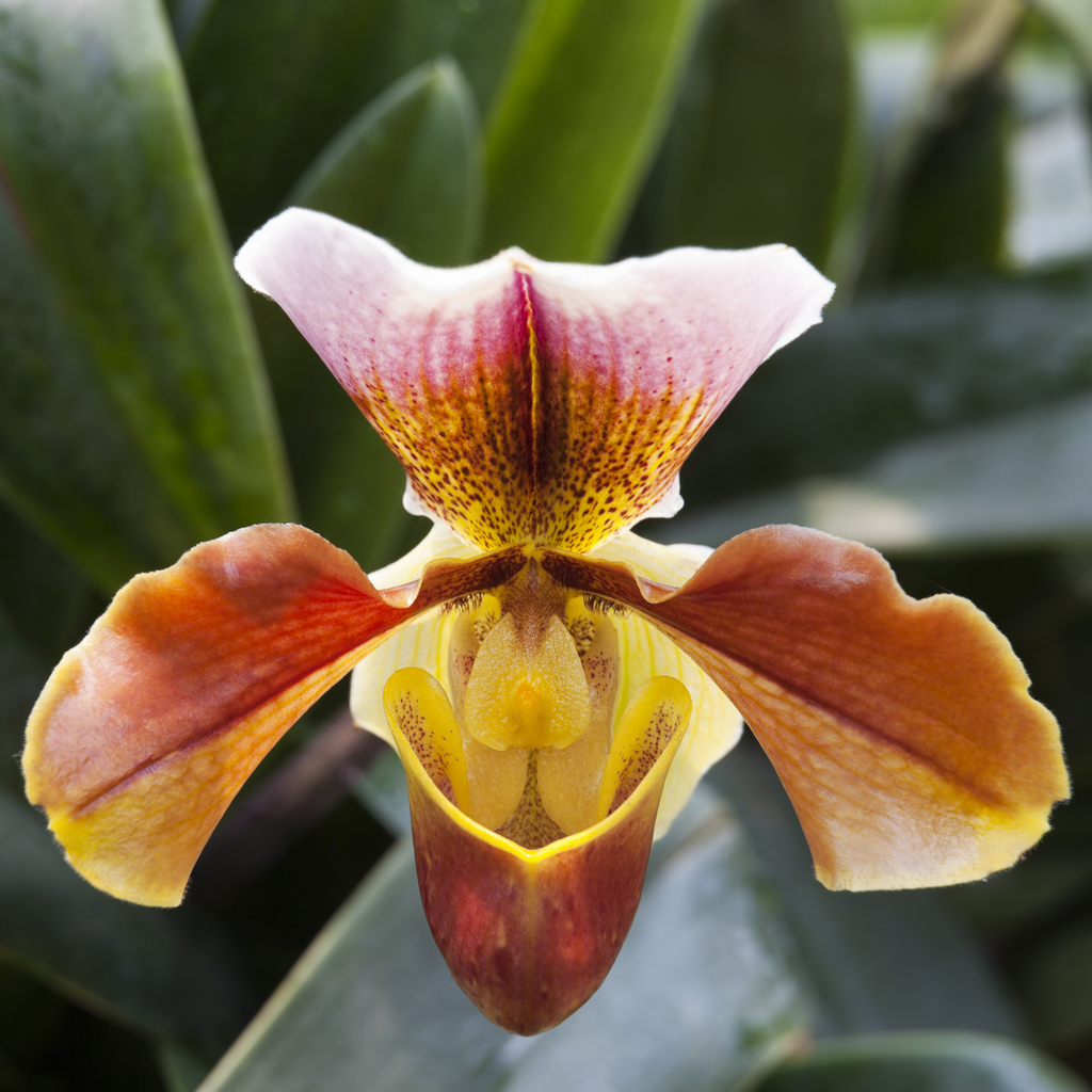 Lady slipper orchid.